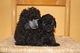CANICHE TOY 006